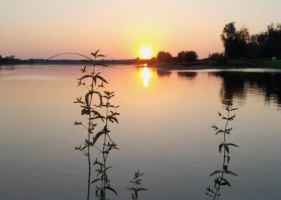 Sonnenuntergang über der Wasserlandschaft mit spiegelnder Oberfläche, ruhiger Fluss, Silhouetten von Bäumen und Vegetation im Abendlicht, friedliche Naturkulisse am Flussufer.
